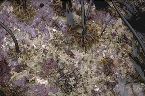 IR.MIR.KR.Ldig.Bo Laminaria digitata and under-boulder fauna on sublittoral fringe boulders, St. Margarets Bay, South Foreland, Dover. David George© JNCC
