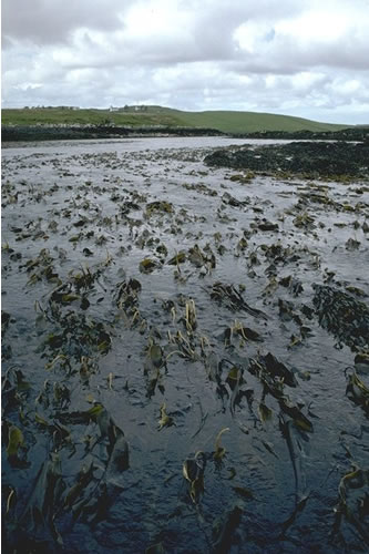 IR.MIR.KT.LdigT Laminaria digitata, ascidians and bryozoans on tide-swept sublittoral fringe rock, Pool Roag, Loch Bracadale, Skye. Ian Fuller© JNCC