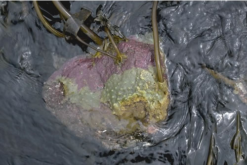 IR.MIR.KT.LdigT Laminaria digitata, ascidians and bryozoans on tide-swept sublittoral fringe rock, Pool Roag, Loch Bracadale, Skye. Ian Fuller© JNCC