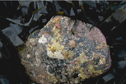 IR.MIR.KR.Ldig.Bo Laminaria digitata and under-boulder fauna on sublittoral fringe boulders, Sula Skerry, Ullinish, Loch Bracadale, Skye. David Connor© JNCC