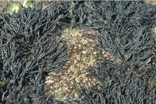 LR.MLR.BF.Rho Rhodothamniella floridula on sand-scoured lower eulittoral rock, Longhouton Steel, Boulmer. Jon Davies© JNCC