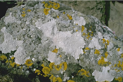 LR.FLR.LIC.YG Yellow and grey lichens on supralittoral rock, W. Side of Rerwick Head, Shapinsay Sound. Roger Covey© JNCC