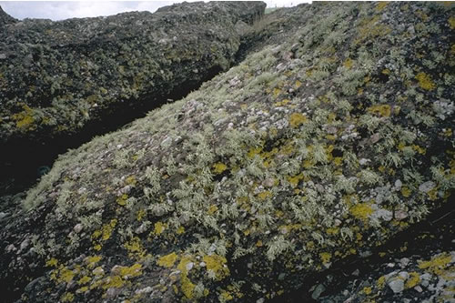 LR.FLR.LIC.YG Yellow and grey lichens on supralittoral rock, Millport. Kate Northen© JNCC