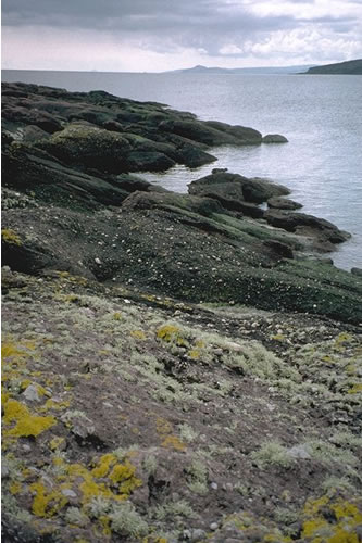 LR.FLR.LIC.YG Yellow and grey lichens on supralittoral rock, Millport. Kate Northen© JNCC
