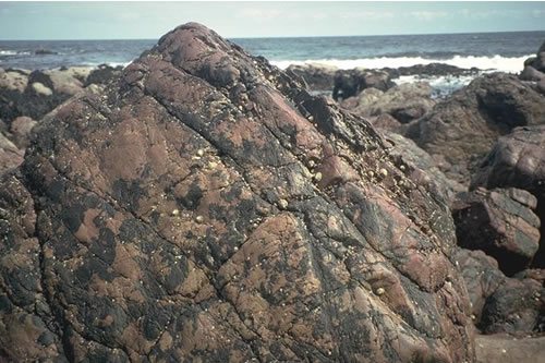 LR.FLR.LIC.Ver.B Verrucaria maura and sparse barnacles on exposed littoral fringe rock, Berwickshire. Keith Hiscock© JNCC