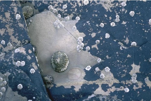 LR.FLR.LIC.Ver.B Verrucaria maura and sparse barnacles on exposed littoral fringe rock, N Torrs Point, Kirkcudbright Bay, N Solway. Dave Mills© JNCC