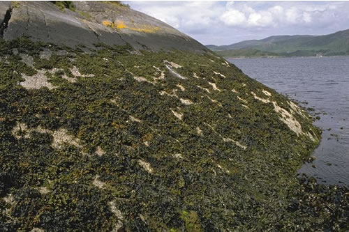 LR.FLR.LIC.Ver.Ver Verrucaria maura on very exposed to very sheltered upper littoral fringe rock, Entrance to Sailean Mor, Oronsay, Loch Sunart. ANON© JNCC