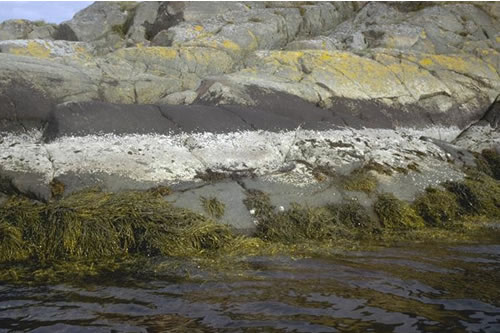 LR.FLR.LIC.Ver Verrucaria maura on littoral fringe rock, Near Paradise Bay, Loch Sween. ANON© JNCC