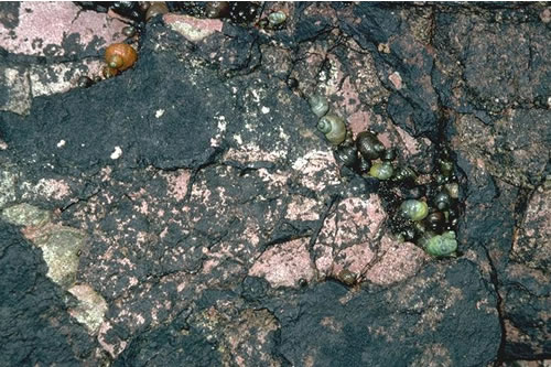 LR.FLR.LIC.Ver.Ver Verrucaria maura on very exposed to very sheltered upper littoral fringe rock, Broadhaven, Dunbar. Jon Davies© JNCC
