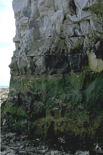 LR.FLR.CVOV.ChrHap Chrysophyceae and Haptophyceae on vertical upper littoral fringe soft rock, Thanet, Kent. Tim Hill© JNCC