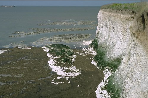 LR.FLR.CVOV.ChrHap Chrysophyceae and Haptophyceae on vertical upper littoral fringe soft rock, Thanet. Kate Northen© JNCC