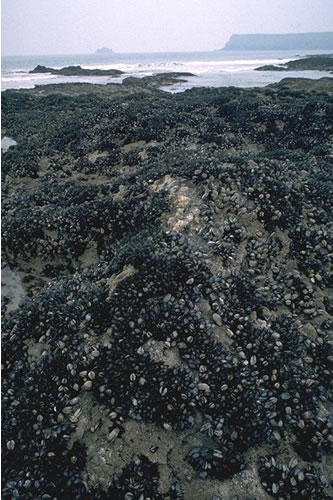 LR.HLR.MUSB.MytB Mytilus edulis and barnacles on very exposed eulittoral rock, View across rocks to Pentire Point, Trebetherick. Keith Hiscock© JNCC