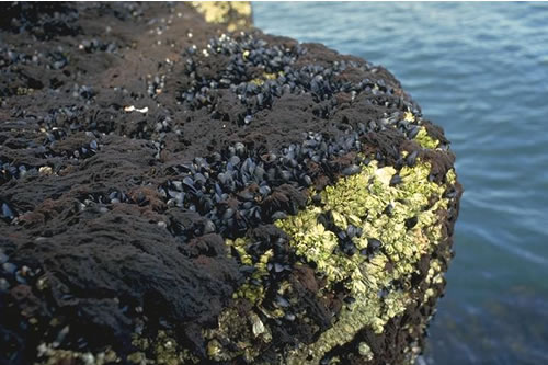 LR.HLR.MUSB.MytB Mytilus edulis and barnacles on very exposed eulittoral rock, NE Longstone, Farnes. Keith Hiscock© JNCC