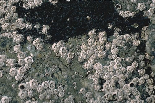 LR.HLR.MUSB.Cht Chthamalus spp. on exposed eulittoral rock, Trebetherick. Keith Hiscock© JNCC