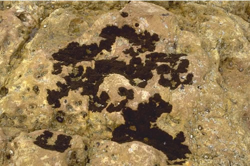 LR.HLR.MUSB.Cht.Lpyg Chthamalus spp. and Lichina pygmaea on steep exposed upper eulittoral rock, Beadnell Point, Seahouses. Judy Foster-Smith© JNCC