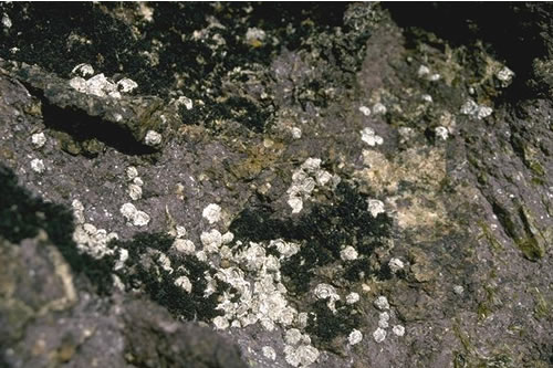 LR.HLR.MUSB.Cht.Lpyg Chthamalus spp. and Lichina pygmaea on steep exposed upper eulittoral rock, Old Man of Hoy Shore, NW Hoy. Keith Hiscock© JNCC