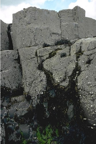 LR.HLR.MUSB.Sem.Sem Semibalanus balanoides, Patella vulgata and Littorina spp. on exposed to moderately exposed or vertical sheltered eulittoral rock, High Newton Snook. Eleanor Murray© JNCC