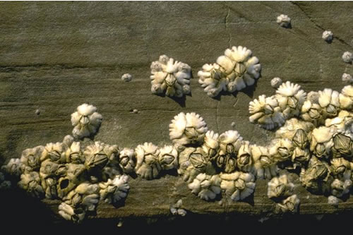 LR.HLR.MUSB.Sem Semibalanus balanoides on exposed to moderately exposed or vertical sheltered eulittoral rock, Ardwall Island South, N Solway. David Mills© JNCC