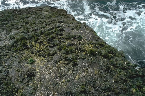 LR.HLR.FR.Fdis Fucus distichus and Fucus spiralis f. nana on extremely exposed upper shore rock, Berneray, Barra. David Connor© JNCC