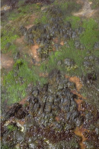 LR.HLR.FR.Fdis Fucus distichus and Fucus spiralis f. nana on extremely exposed upper shore rock, Eynhallow Island, Eynhallow Sound. Sue Scott© JNCC