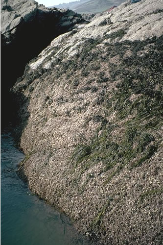 LR.HLR.FR.Coff.Coff Corallina officinalis and Mastocarpus stellatus on exposed to moderately exposed lower eulittoral rock, Wembury. Keith Hiscock© JNCC