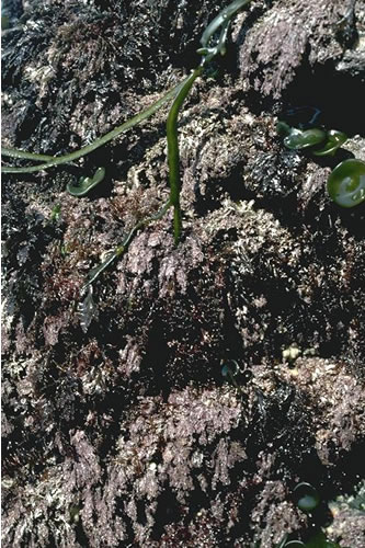 LR.HLR.FR.Coff.Coff Corallina officinalis and Mastocarpus stellatus on exposed to moderately exposed lower eulittoral rock, South of Trevarnon Beach, Newquay. Paul Brazier© JNCC