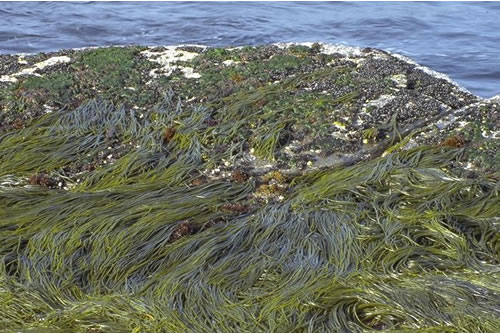 LR.HLR.FR.Him Himanthalia elongata and red seaweeds on exposed to moderately exposed lower eulittoral rock, Quear of Eastafea, Rousay Sound. Sue Scott© JNCC