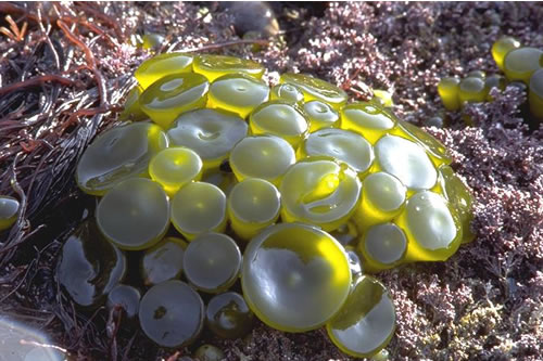 LR.HLR.FR.Him Himanthalia elongata and red seaweeds on exposed to moderately exposed lower eulittoral rock, Quear of Eastafea, Rousay Sound. Sue Scott© JNCC