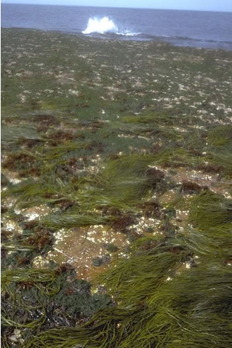 LR.HLR.FR.Him Himanthalia elongata and red seaweeds on exposed to moderately exposed lower eulittoral rock, Eynhallow Island, Eynhallow Sound. Sue Scott© JNCC