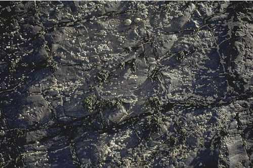 LR.MLR.BF.PelB Pelvetia canaliculata and barnacles on moderately exposed littoral fringe rock, Crackington Hove, cornwall. Kate Northen© JNCC