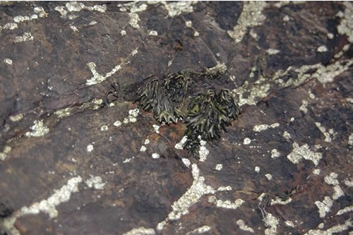LR.MLR.BF.PelB Pelvetia canaliculata and barnacles on moderately exposed littoral fringe rock, Cornwall. Kate Northen© JNCC