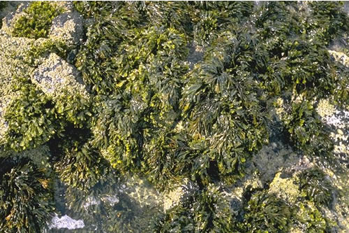 LR.MLR.BF.FvesB Fucus vesiculosus and barnacle mosaics on moderately exposed mid eulittoral rock, N of Oigh Sgeir, Small Isles. Mark Davies© JNCC