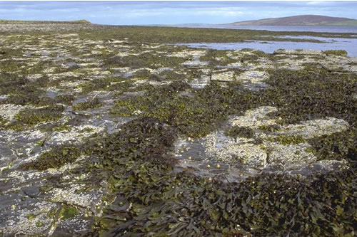 LR.MLR.BF.FvesB Fucus vesiculosus and barnacle mosaics on moderately exposed mid eulittoral rock, Point of Nichol's Croo, Wyre Sound. Sue Scott© JNCC