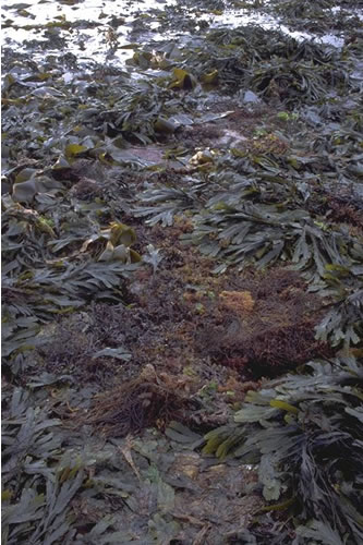 LR.MLR.BF.Fser Fucus serratus on moderately exposed lower eulittoral rock, Knowe of Stenso, Eynhallow Sound. Sue Scott© JNCC