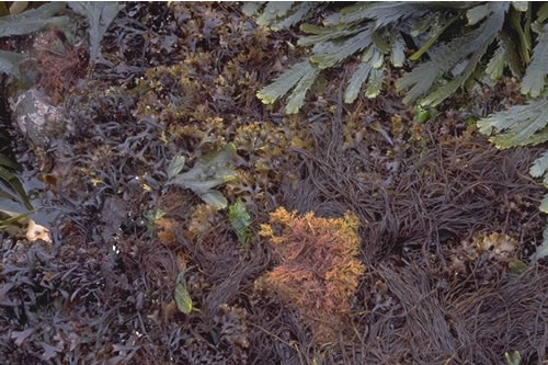 LR.MLR.BF.Fser.R Fucus serratus and red seaweeds on moderately exposed lower eulittoral rock, Knowe of Stenso, Eynhallow Sound. Sue Scott© JNCC