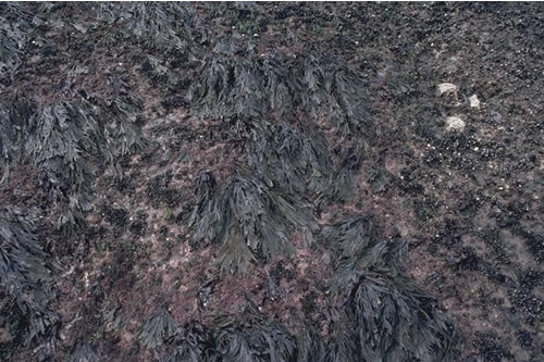 LR.MLR.BF.Fser.R Fucus serratus and red seaweeds on moderately exposed lower eulittoral rock, St. Govans W. ANON© JNCC