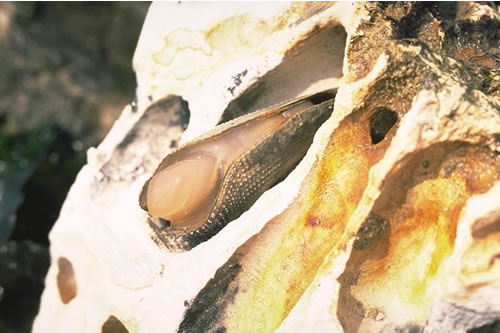 LR.MLR.BF.Fser.Pid Fucus serratus and piddocks on lower eulittoral soft rock, Birling Gap. David George© JNCC