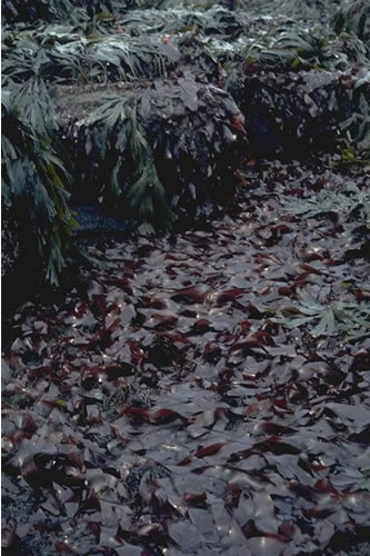 LR.HLR.FR.Pal Palmaria palmata on very exposed to moderately exposed lower eulittoral rock, Headagee, Newbiggin. Paul Brazier© JNCC