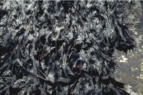 LR.HLR.FR.Pal Palmaria palmata on very exposed to moderately exposed lower eulittoral rock, Shore N of Old Man of Hoy, NW Hoy. Keith Hiscock© JNCC