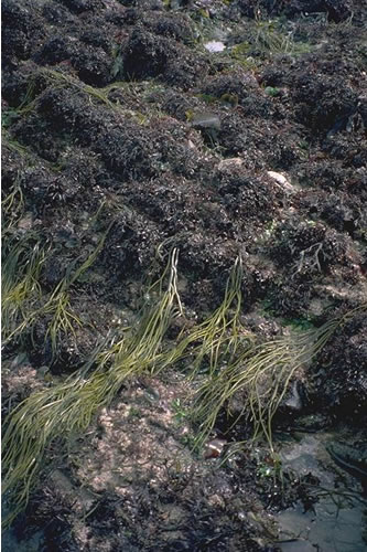 LR.HLR.FR.Mas Mastocarpus stellatus and Chondrus crispus on very exposed to moderately exposed lower eulittoral rock, Hannafore Point. Keith Hiscock© JNCC