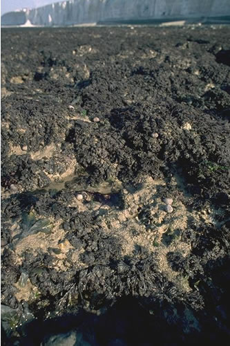 LR.HLR.FR.Osm Osmundea pinnatifida on moderately exposed mid eulittoral rock, Friars Bay. Keith Hiscock© JNCC