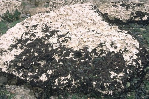 LR.HLR.FR.Osm Osmundea pinnatifida on moderately exposed mid eulittoral rock, St. Margarets Bay, South Foreland, Dover. David George© JNCC