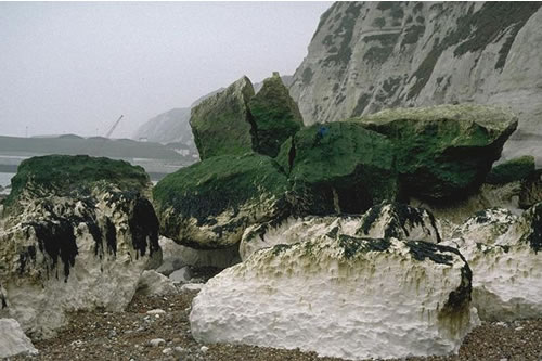 LR.FLR.EPH.UlvPor Porphyra purpurea and Ulva spp. on sand-scoured mid or lower eulittoral rock, Shakespeare Cliff, Dover. David George© JNCC