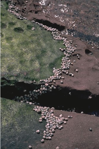 LR.FLR.EPH.Ulv Ulva spp. on freshwater-influenced and/or unstable upper eulittoral rock, Unspecified location. ANON© JNCC