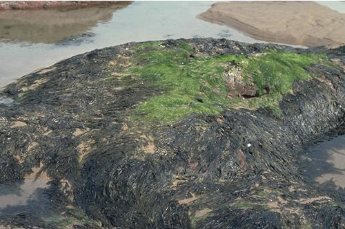 LR.FLR.EPH.UlvPor Porphyra purpurea and Ulva spp. on sand-scoured mid or lower eulittoral rock, Great Carr, North Berwick. David Connor© JNCC