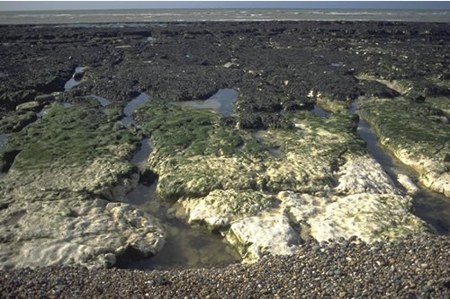 LR.FLR.EPH.Ulv Ulva spp. on freshwater-influenced and/or unstable upper eulittoral rock, Sussex. Kate Northen© JNCC
