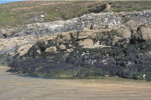 LR.FLR.EPH.UlvPor Porphyra purpurea and Ulva spp. on sand-scoured mid or lower eulittoral rock, Pentine Point East, Newquay. David Connor© JNCC
