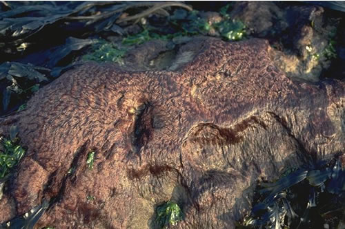 LR.MLR.BF.Rho Rhodothamniella floridula on sand-scoured lower eulittoral rock, Birling Gap-east side, Beachy Head - Seven Sisters. David George© JNCC