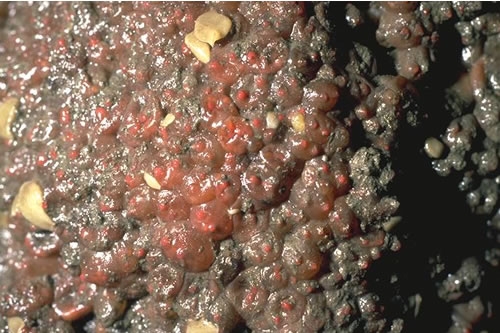 LR.FLR.CVOV.SpR.Den Sponges, shade-tolerant red seaweeds and Dendrodoa grossularia on wave-surged overhanging lower eulittoral bedrock and caves, Rumbling Kern, Dunstanburgh & Craster. Jon Davies© JNCC