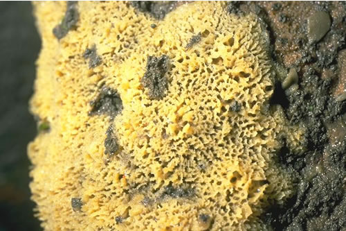 LR.FLR.CVOV.SpByAs Sponges, bryozoans and ascidians on deeply overhanging lower shore bedrock or caves, Rumbling Kern, Dunstanburgh & Craster. Jon Davies© JNCC